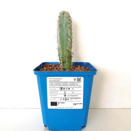 Pilosocereus leucocephalus