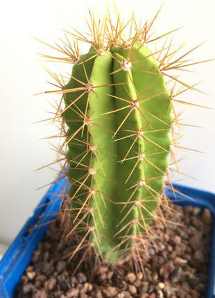 Polaskia chende 'S' - DesertSTORE.es