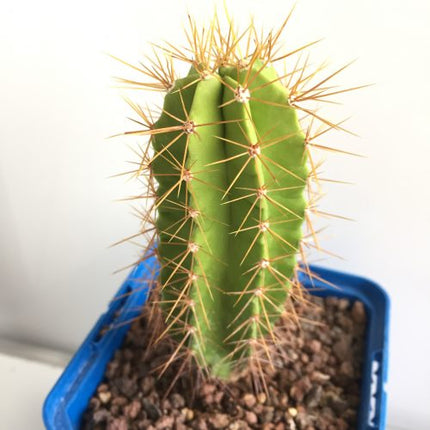 Polaskia chende 'S' - DesertSTORE.es