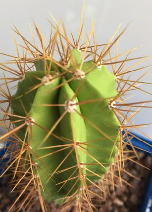 Polaskia chende 'S' - DesertSTORE.es