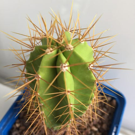 Polaskia chende 'S' - DesertSTORE.es