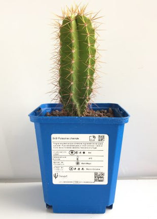 Polaskia chende 'S' - DesertSTORE.es