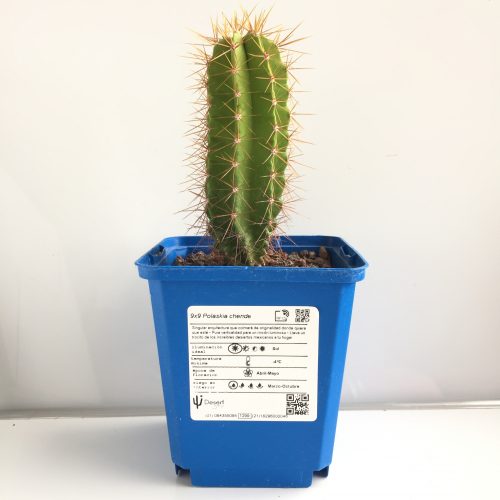 Polaskia chende 'S' - DesertSTORE.es