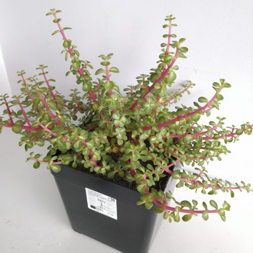 portulacaria afra red stem Portulacaria afra variegata 'Red Stem' "M" "L" and "XL" – DesertSTORE.es