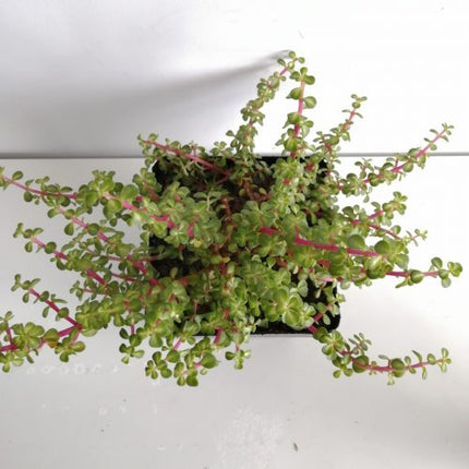 Portulacaria afra variegata 'Red Stem' "M", "L" und "XL"