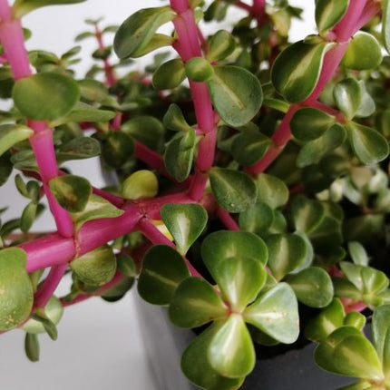 Portulacaria afra variegata 'Red Stem' "M", "L" und "XL"