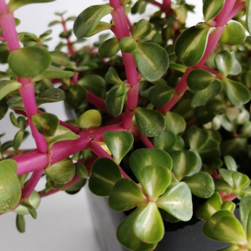 portulacaria afra red stem Portulacaria afra variegata 'Red Stem' "M" "L" and "XL" – DesertSTORE.es