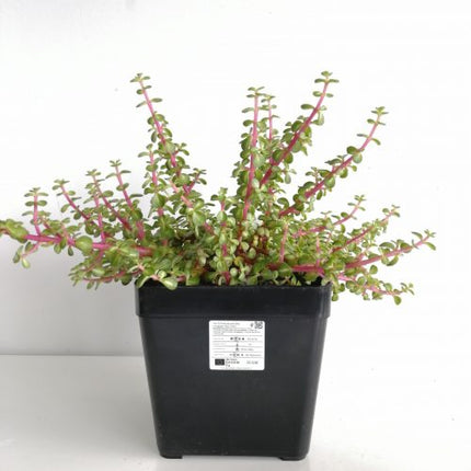 Portulacaria afra variegata 'Red Stem' "M", "L" und "XL"