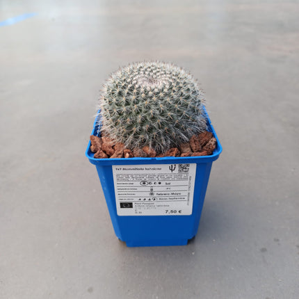 Mammillaria hahniana