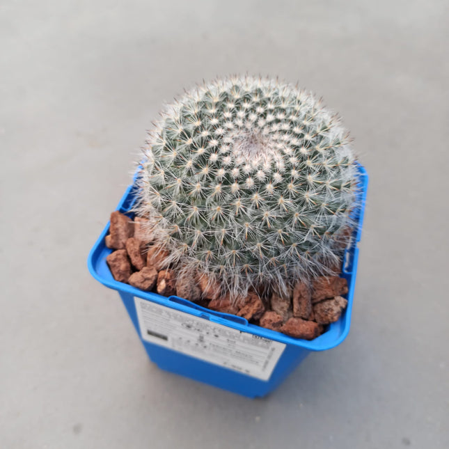 Mammillaria hahniana