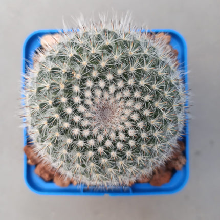 Mammillaria hahniana