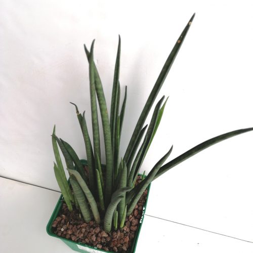 Dracaena (Sansevieria) 'Mikado' "M" "XL"