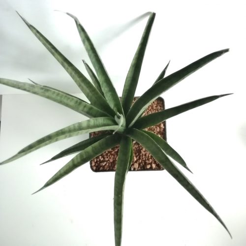 Dracaena (Sansevieria) trifasciata "Pineapple"