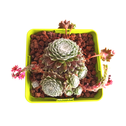 Sempervivum cotton candy