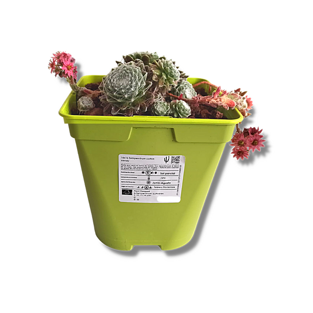 Sempervivum cotton candy