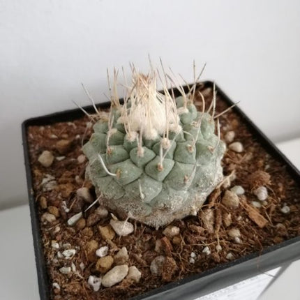 Strombocactus disciformis CITES