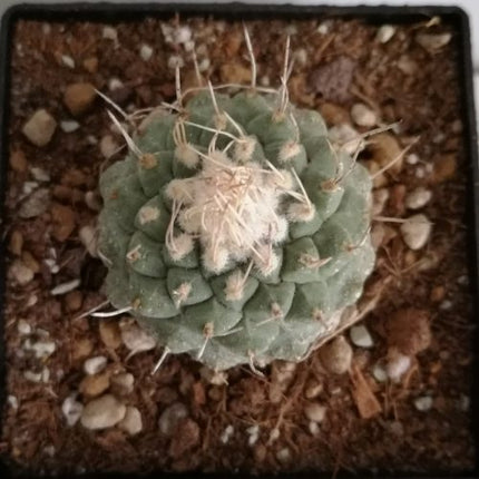 Strombocactus disciformis CITES