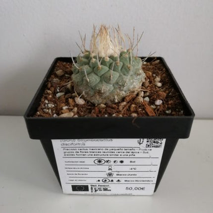 Strombocactus disciformis CITES