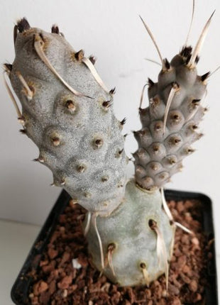 Tephrocactus articulatus var. papyracanthus f. melanoglochidea