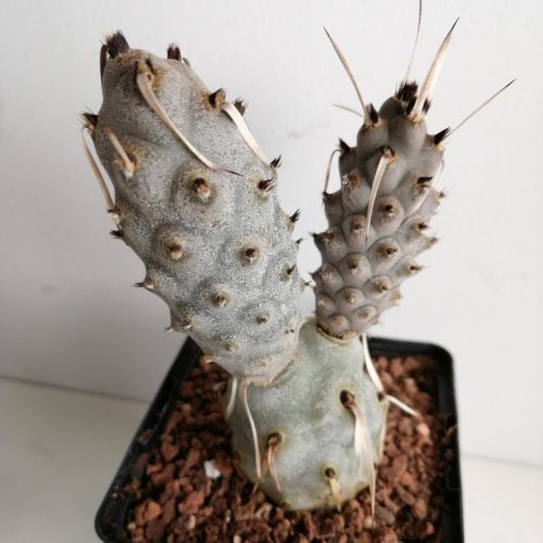 Tephrocactus articulatus var. papyracanthus f. melanoglochidea