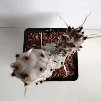 Tephrocactus articulatus var. Papyracanthus f. melanoglochidea