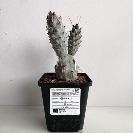 Tephrocactus articulatus var. Papyracanthus f. melanoglochidea