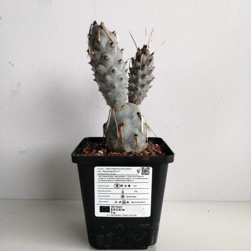 Tephrocactus articulatus var. papyracanthus f. melanoglochidea