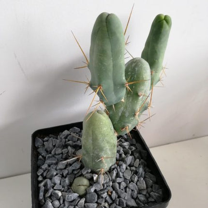 Trichocereus bridgesii f. monstrous