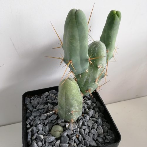 Trichocereus bridgesii f. monstruosa