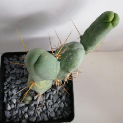 Trichocereus bridgesii f. monstrous