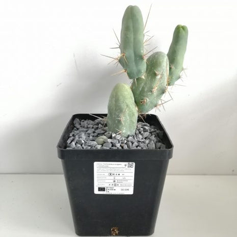 Trichocereus bridgesii f. monstruosa