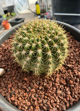 Lobivia (Echinopsis) bruchii
