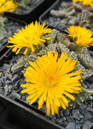Faucaria felina subs. Tuberosa Lebenslauf. „Super Warty“.