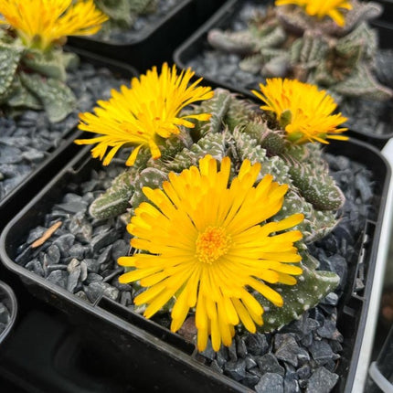 Faucaria felina subs. tuberosa cv. ´Super Warty´