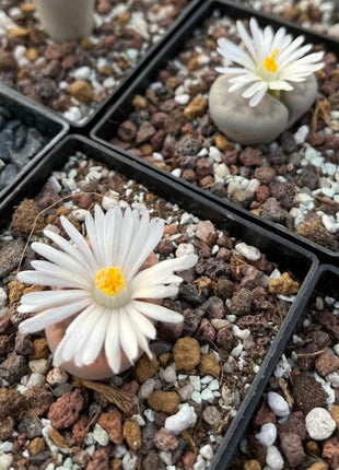 Lithops karasmontana