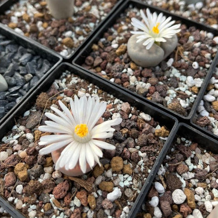 Lithops karasmontana