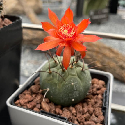 Matucana madisoniorum