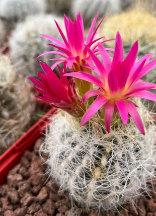 Neoporteria gerocephala