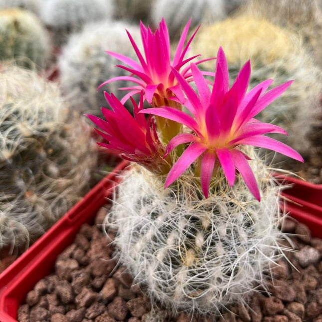 Neoporteria gerocephala