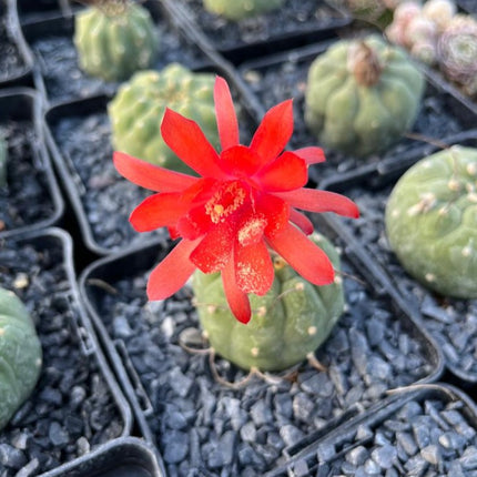 Matucana madisoniorum