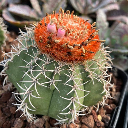Melocactus matanus