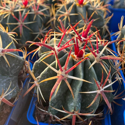 Ferocactus latispinus