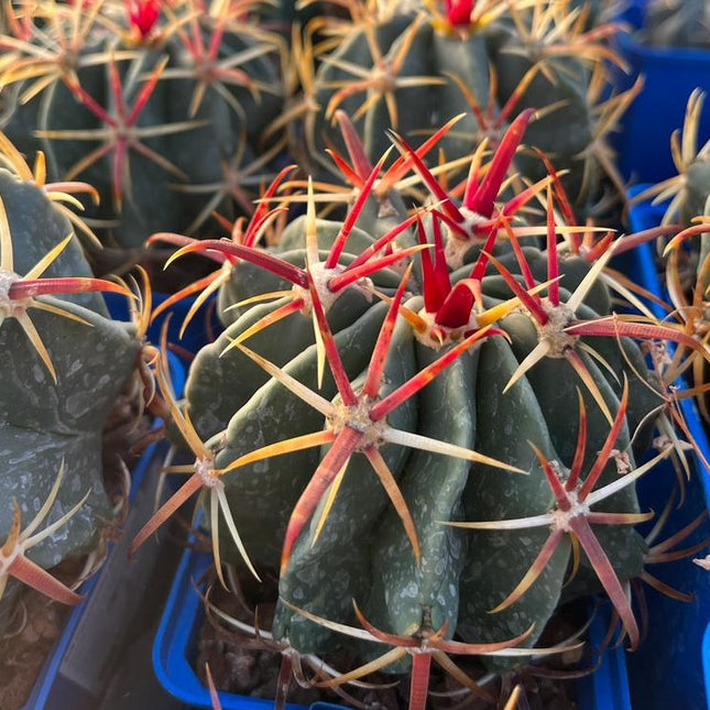 Ferocactus latispinus