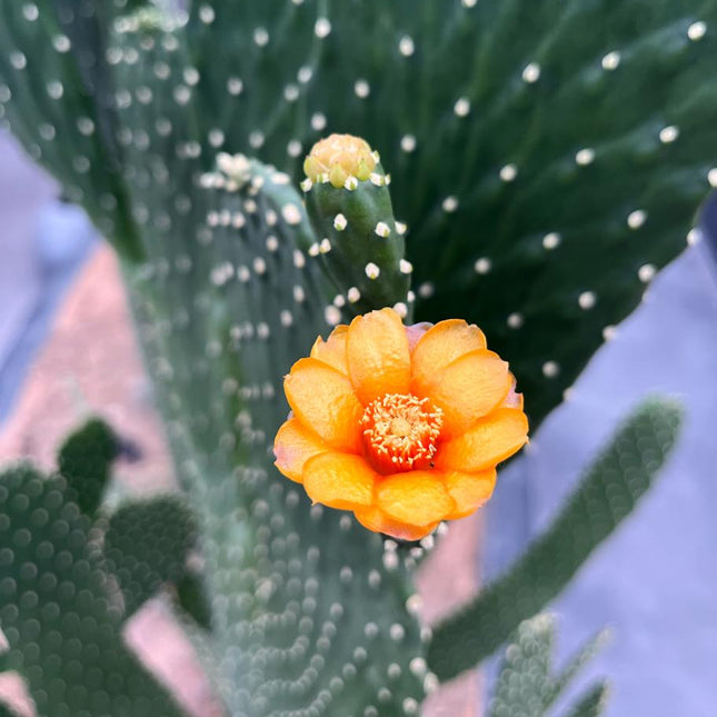 Consolea rubescens