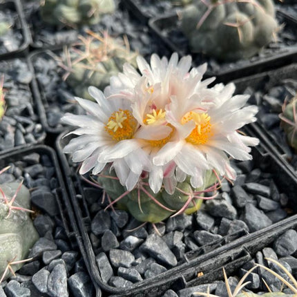 Thelocactus hexahedrophorus
