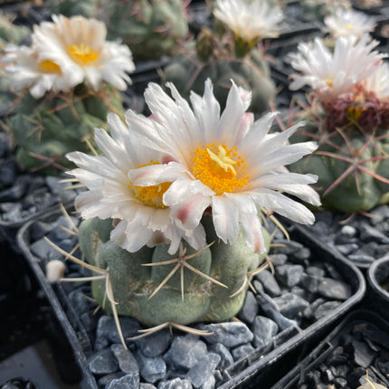 Thelocactus hexahedrophorus