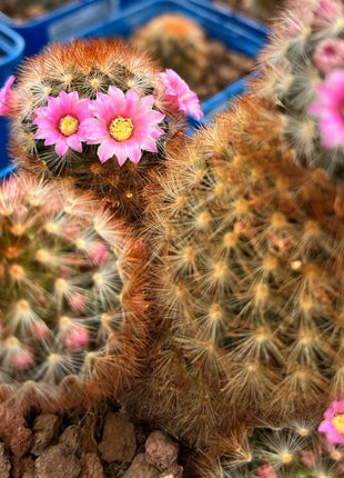 Mammillaria carmenae