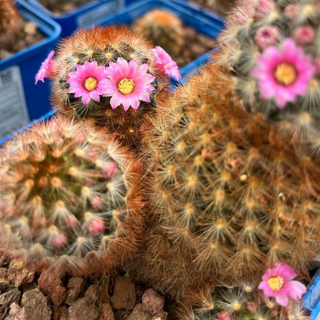 Mammillaria carmenae