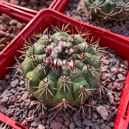 Matucana ritteri