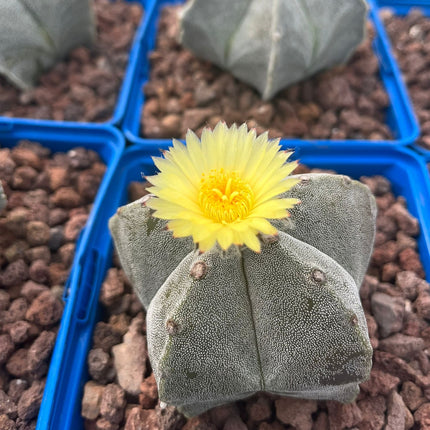 Astrophytum myriostigma